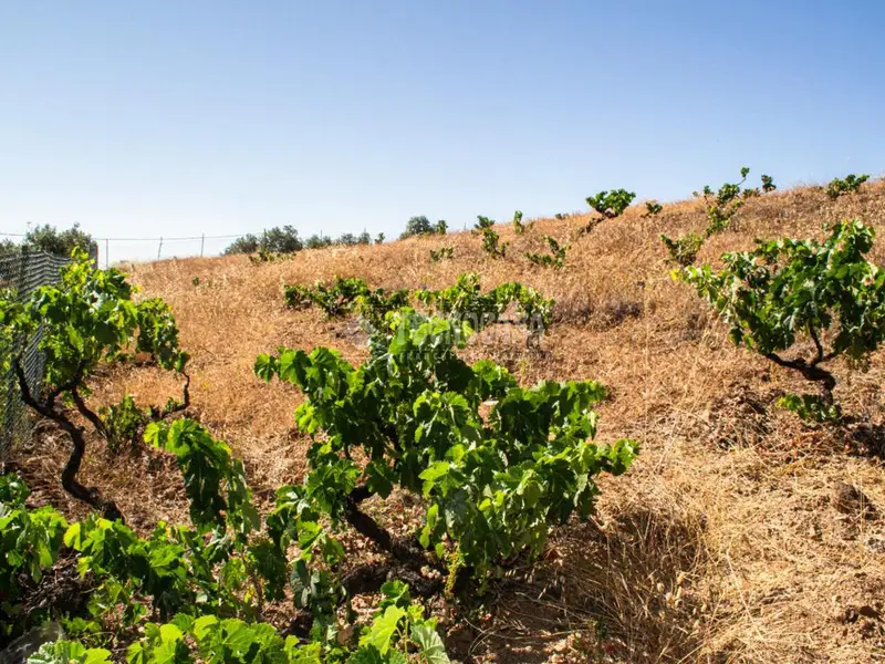 Parcela Agricola en Vilaflor 6000m2 Cultivo de Vid