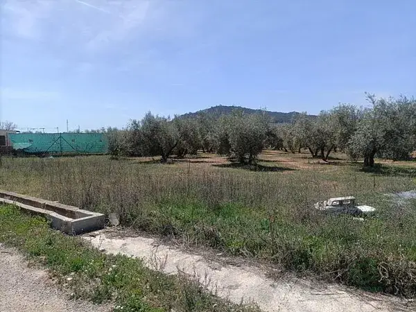 Parcela Rustica con Olivos cerca de Albolote