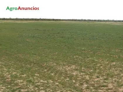 Venta  de Terreno rustico de labor en Ciudad Real