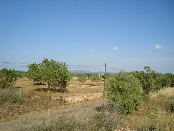 Venta Terreno Rustico Mallorca Campos 14697m2