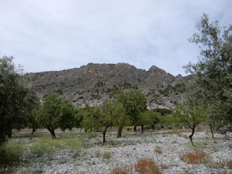 Parcela con Olivos y Almendros en Niguelas