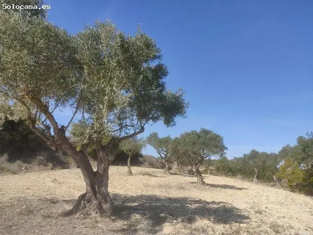 Parcela Rustica 15000m2 Cerca Almansa 200 Olivos