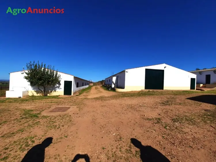 Venta  de Finca con naves ganaderas en Badajoz