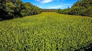 Compra  de Finca de regadio en payuelos en Palencia