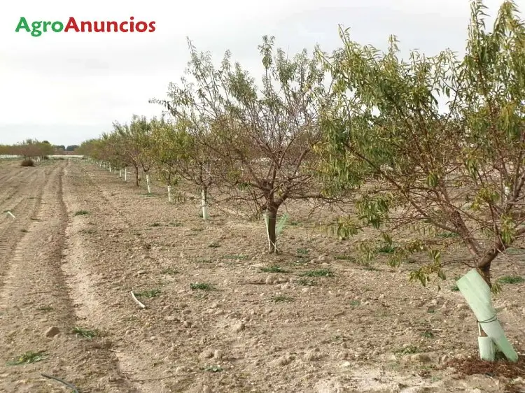 Venta  de Finca de almendros penta en Ciudad Real