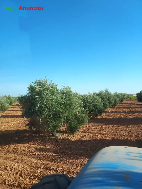 Venta  de Finca de olivos en Ciudad Real