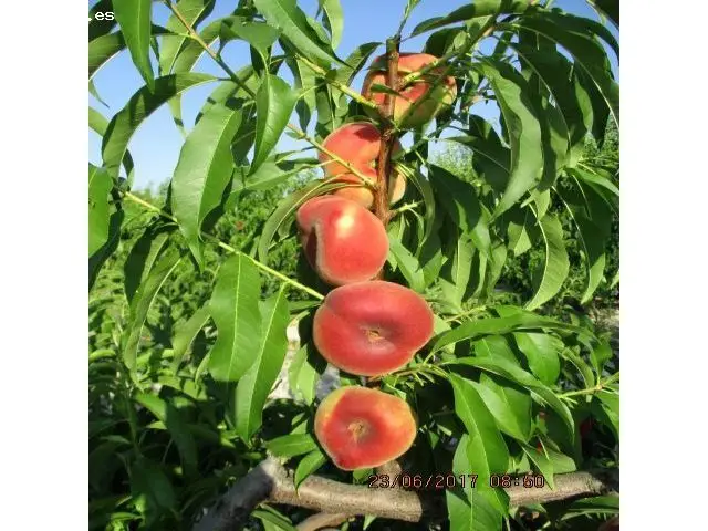 Finca Rustica 432 Hectareas Hellin Albacete