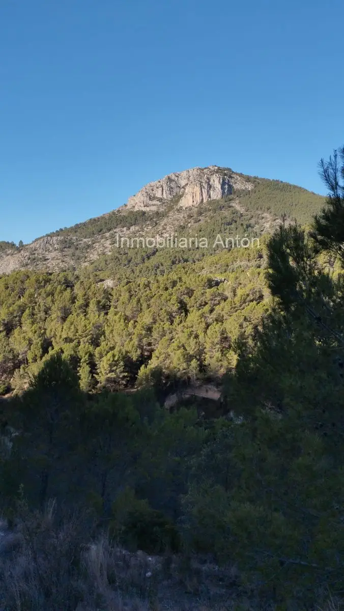 Venta Finca Buenas Vistas Bolulla