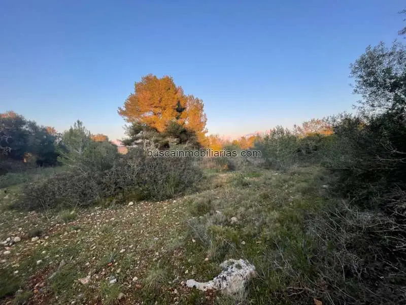 Parcela Rustica en Venta Manacor 8000m2