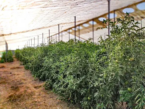 Finca Agricola con Invernaderos cerca de Santa Pola