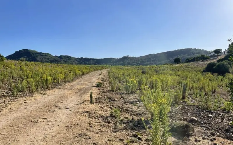 Finca en Castellar de la Frontera con acceso privado a lago y playa