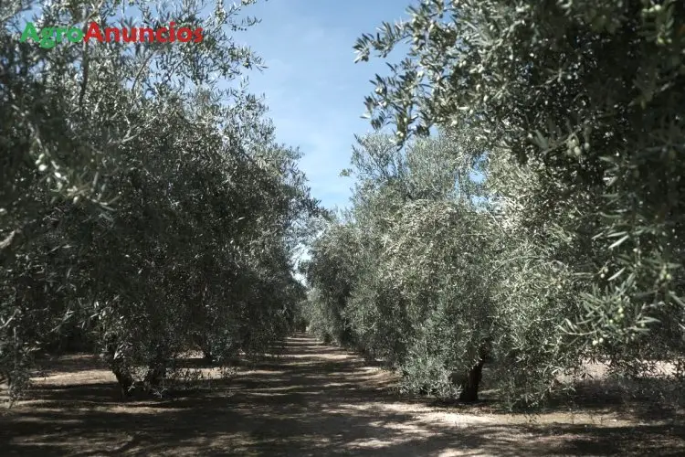 Venta  de Finca de olivos con riego por goteo en Granada