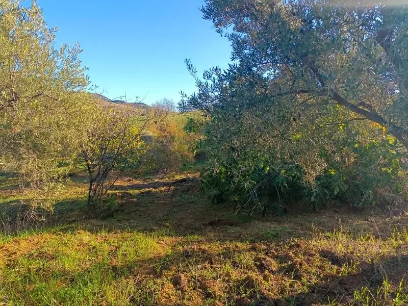 Venta Suelo Rustico 7000m2 Casabermeja Malaga