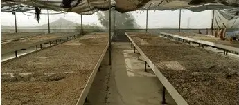 Plantación con Almacén y Cuarto de Niños en Cuevas de Almanzora