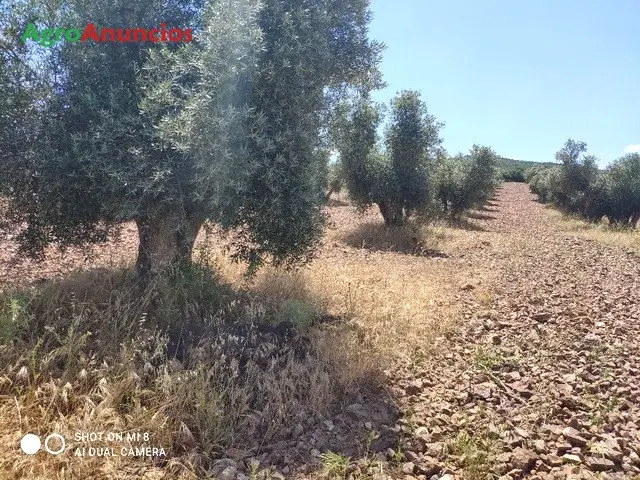 Venta Finca Olivos Centenarios Ciudad Real