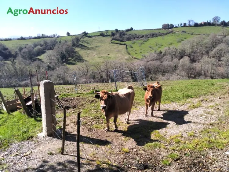 Venta  de Terreno rustico con agua manantial en Asturias