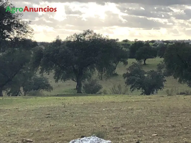 Venta  de Finca ganadera de dehesa y labor en Córdoba