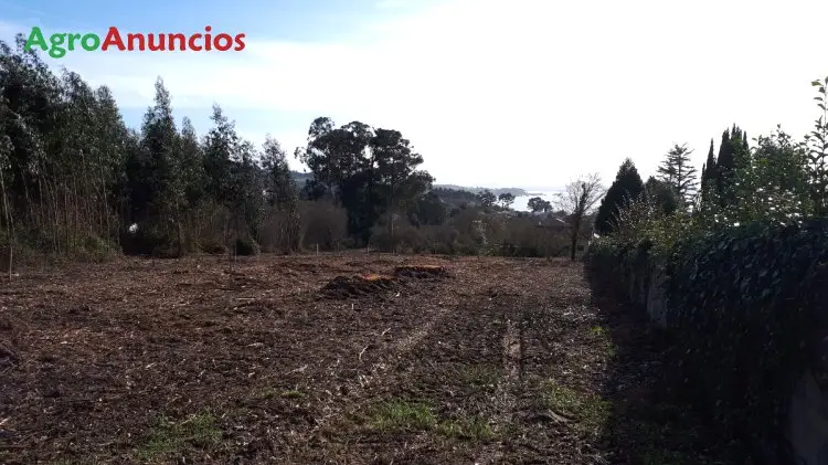 Venta  de Finca con castaños y nogales en A Coruña