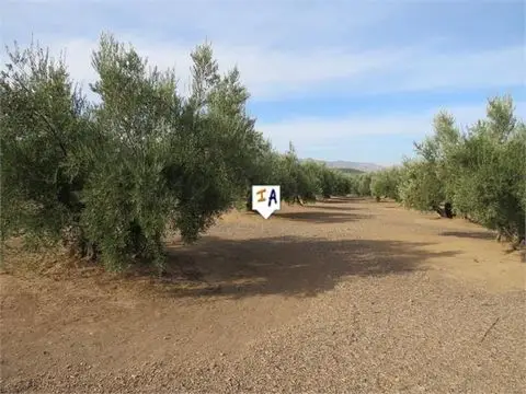 Terreno con Olivos en Venta Alcaudete Jaen