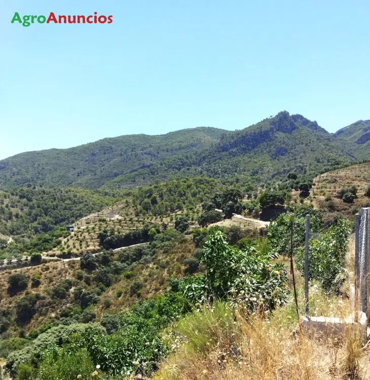 Venta  de Fincas de aguacates en Granada