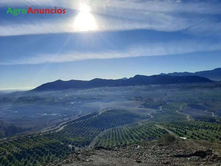 Venta  de Finca de aguacates en Málaga