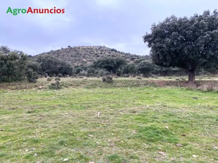 Venta  de Finca para cebo de ganado en Salamanca