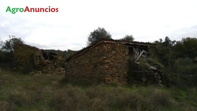 Venta  de Finca con olivos encinas y alcornoques en Cáceres