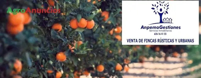 Venta  de Finca de naranjos en Sevilla