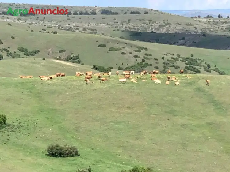 Venta  de Finca de caza en Teruel