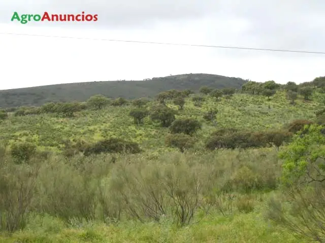 Venta  de Finca ganadera de buenos pastos en Cáceres