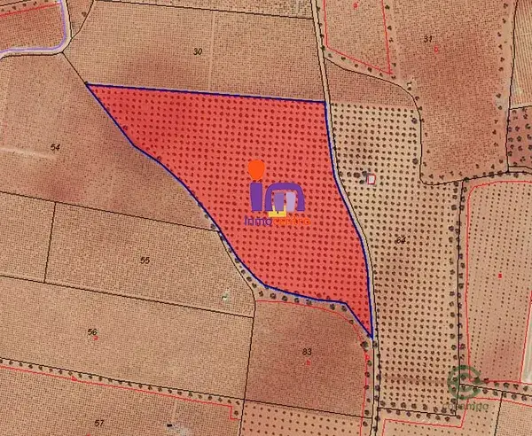 Finca de Olivar Productiva 4 Hectareas Ciudad Real