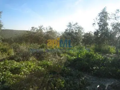 Venta Finca 1600 Hectareas Malaga Caza Agricultura