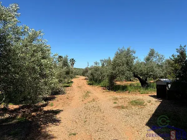 Finca Olivar 6ha Cordoba Cortijo Riego Subvencion