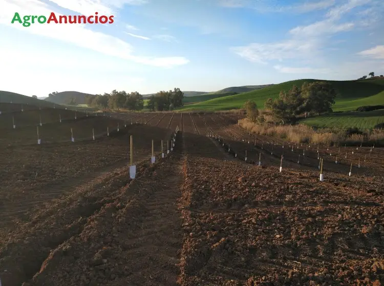 Venta  de Finca de almendros en Cádiz