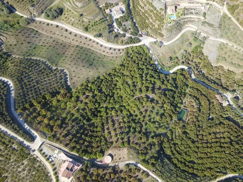 Finca con Aguacates en Frigiliana Alta Rentabilidad