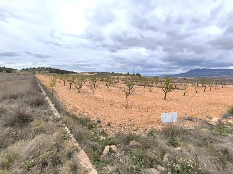 Terreno en Venta cerca de Raspay Murcia 24500m2 Almendros