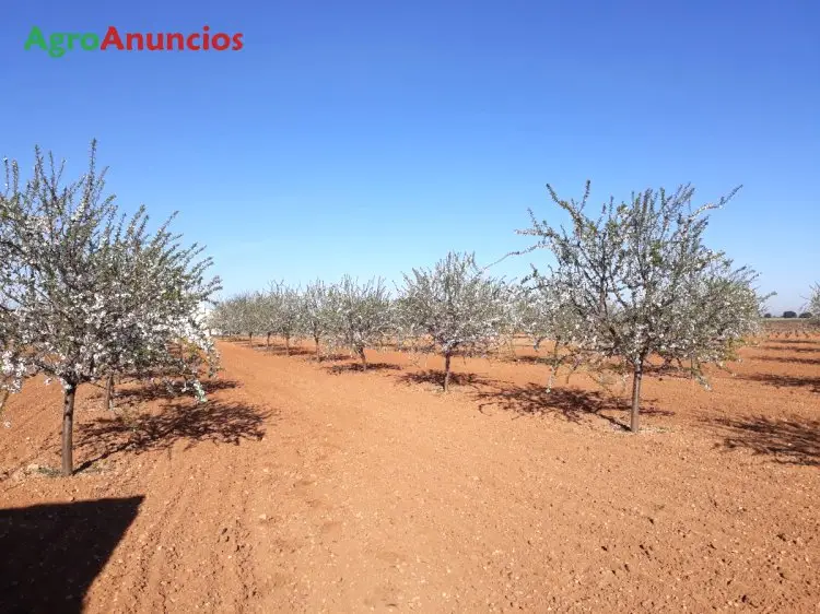 Venta Finca 17 Hectareas Almendros Ciudad Real