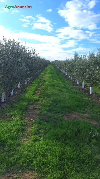 Venta  de Finca de regadío en Ciudad Real