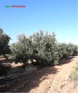 Venta  de Finca de olivos y tierra de regadío con cortijo en Almería