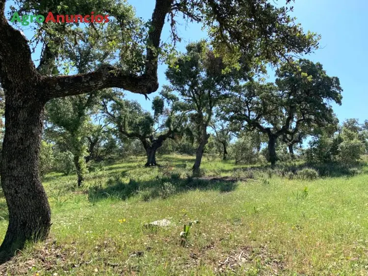 Venta  de Finca ganadera cerrada y acuartelada en Cáceres