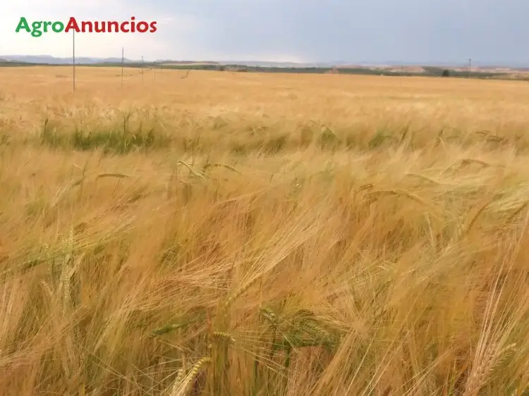 Compra  de Fincas rústicas para cultivo de cereal en Teruel