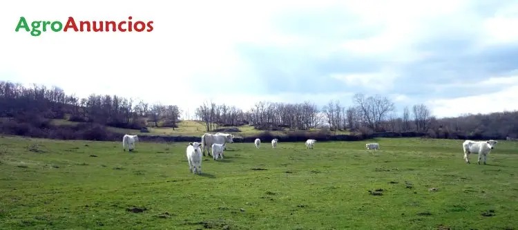 Venta  de Finca de pastos en Salamanca