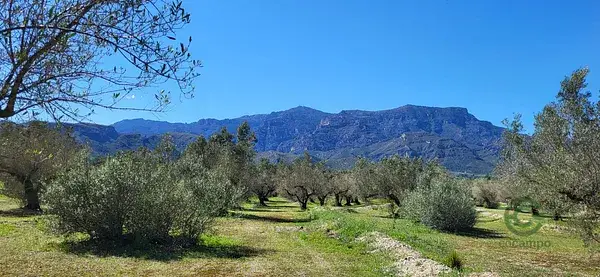 Finca Rustica Roquetes 243ha con Casita
