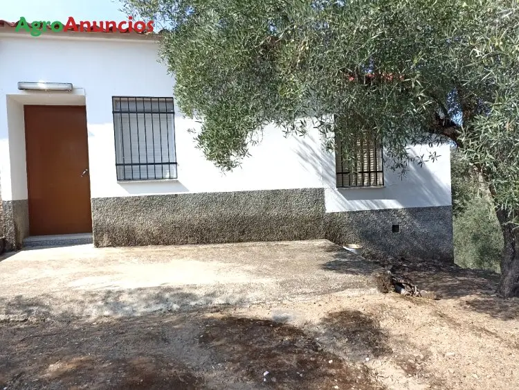 Venta  de Finca de olivar en Córdoba