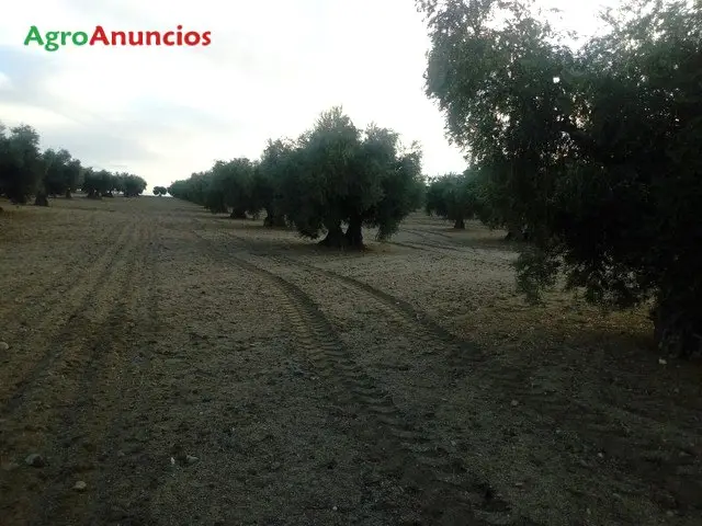 Venta  de Finca de olivar con luz y agua en Toledo