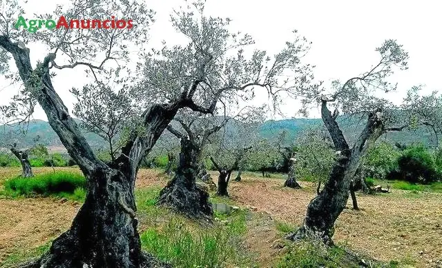 Demanda  de Fincas de olivos centenarios en Huesca