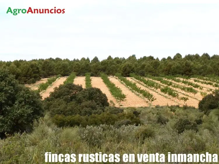 Venta  de Finca de caza menor en Albacete