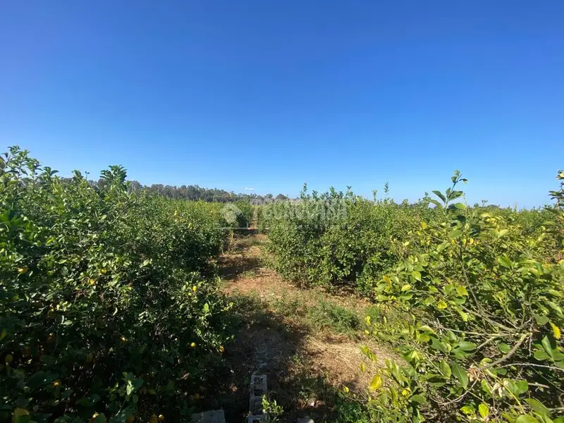 Parcela Rustica con Limoneros en Campanillas Alhaurin de la Torre