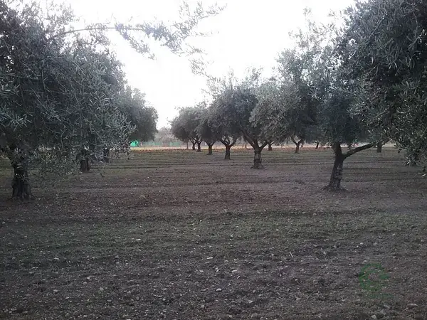 Finca Rustica en La Zubia con Vistas a Granada