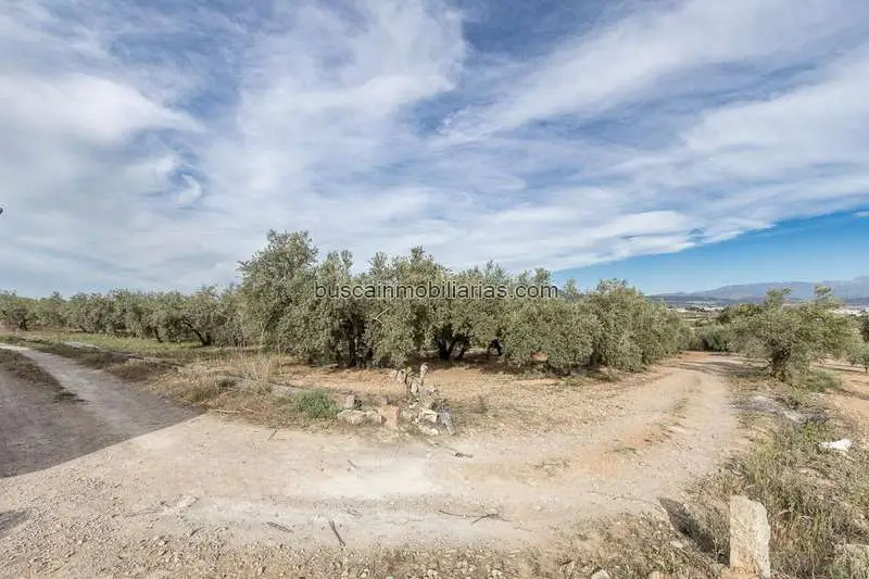 Finca de Olivos en Venta Albolote Cerca de Urbanizacion El Torreon